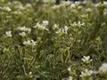 Arabis caucasica Variegata-1 Gęsiówka kaukazka